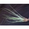 Tillandsia juncifolia