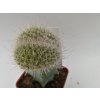 Mamillaria geminispina f. cristata