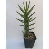 Austrocylindroopuntia subulata