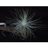 Tillandsia magnusiana