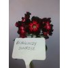 Adenium obesum hybr. 'BURGUNDY SUNRISE'