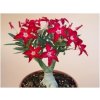 Adenium obesum hybr. 'JOKER'