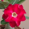 Adenium obesum hybr. 'RED ROBIN'