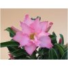 Adenium obesum hybr. 'INNOCENT GLOW'