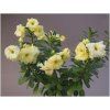 Adenium obesum hybr. 'REALLY YELLOW'