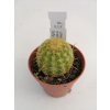 Echinocereus viridiflorus f. žlutý trn