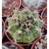 Gymnocalycium damsii