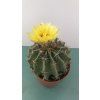 Hamatocactus setispinus