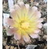 Austrocactus aff. coxii PHA 2137