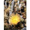 Austrocactus gracilis PHA 2138