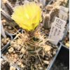 Austrocactus philippii-coxii PHA 2139