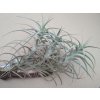 Tillandsia bergerii f. Feldhof