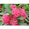 Euphorbia millii cv. Pink Panther