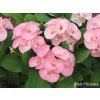 Euphorbia millii cv. Pink Princess