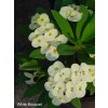Euphorbia millii cv. White Bouquet