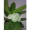 Euphorbia millii cv. White Snow