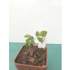Bursera fagaroides
