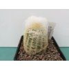 Espostoa melanostele ASK 478.2