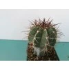 Melocactus axiniphorus HU 450