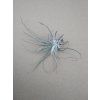 Tillandsia oaxacana