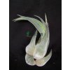 Tillandsia seleriana