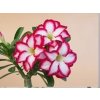 Adenium obesum hybr. 'DOUBLE NOBLE'