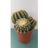 Echinocactus grusonii f. brevispinus skupiny