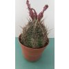 Thelocactus bicolor