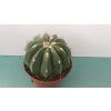 Melocactus maxonii f. inermis