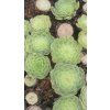Aeonium tabuleforme