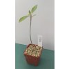 Ficus burkei