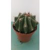 Ferocactus horridus v. brevispinus Tenerife XL