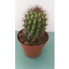 Marschalocereus thurberii