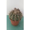 Notocactus uebelmanianus XL