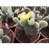 Opuntia microdasys v. albispina XL