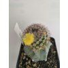 Parodia gibbulosa