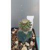 Mamillaria crucigera