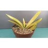 Gasteria sp. AUREA