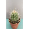 Echinocereus stramineus