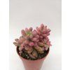 Sedum rubrotinctum cv. Aurora"