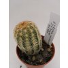 Echinocereus reichenbachii x baylei