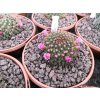 Mamillaria hybr. GUINSA-MURA