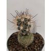 Sclerocactus parviflorus
