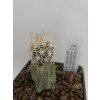 Sclerocactus wetlandicus GH 88/003-03