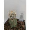 Sclerocactus wetlandicus