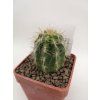 Oreocereus celsianus PHA 2270