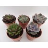 Echeveria mix 5 druhů