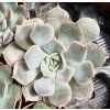 Echeveria lilacina