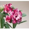 Adenium obesum hybr. 'CE 02'