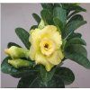 Adenium obesum hybr. 'CC 59'